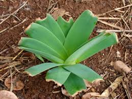 Image result for Ammocharis tinneana