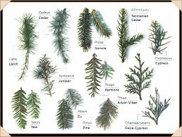 Tree Identification Guide Tree Types Id Trees By Leaf