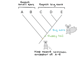 Building A Phylogenetic Tree Article Khan Academy