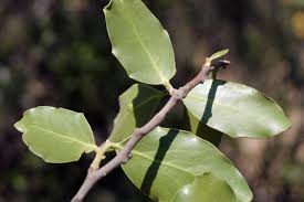 Image result for Quillaja saponaria