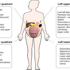 The division into four quadrants allows the localisation of pain and tenderness, scars, lumps, and other items of interest, narrowing in on which organs and. Anatomical Relations According To Different Abdominal Quadrants Note Download Scientific Diagram