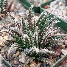 Image result for Aloe wildii
