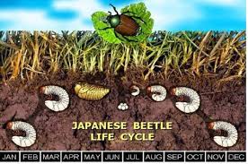 July or early august is the best time to treat a lawn for grubs. Grub Control Near Me When To Apply Grub Control Bayer Or Scotts