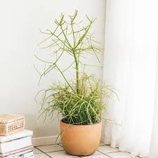 Ive been nervous about taking any cuttings as i know the sap is toxic if. Pencil Cactus Plant Care Growing Guide