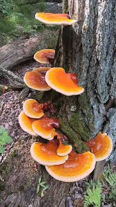 Image result for Ganoderma tsugae