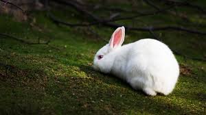 صور ارانب بخلفيات جميلة بجودة Hd أحلي ألوان الأرانب ميكساتك