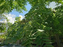 Image result for Cladostemon kirkii