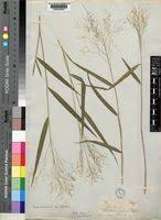 Image result for Isachne mauritiana