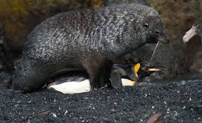 Vidio anak kecil di ewe. Video Anjing Laut Coba Perkosa Penguin Ini Sungguh Mengerikan Tapi Ternyata Sering Terjadi Lo