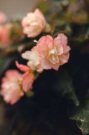 5 Benefits Of Begonias Are Begonias Easy Care