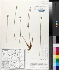 Image result for Kyllinga robinsoniana