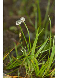 Image result for Eriocaulon