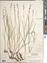 Image result for Scleria distans