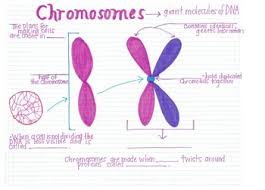 Chromosome Structure Anchor Chart