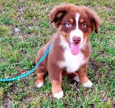 Maybe you would like to learn more about one of these? Lil Red Australian Shepherd Puppy 603401 Puppyspot