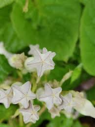 Image result for Ceropegia meyeri-johannis