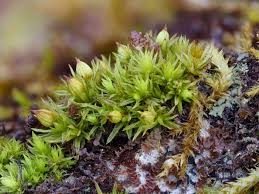 Image result for Porphyrostemma