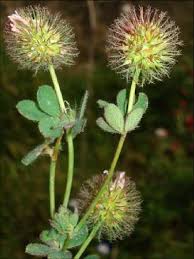 Image result for Trifolium isthmocarpum
