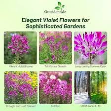 Image result for Cleome schimperi