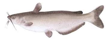 Even though minnows are by no means click intensive i still can't imagine doing something form my phone through remote desktop. Best Catfish Bait The Top 5 Catfish Baits Made Simple