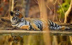 Indian Wildlife Photography Wildlife Photography Wildlife Photography
