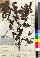 Image result for Xylopia odoratissima