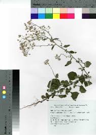 Image result for Vernonia karaguensis