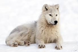 Jun 01, 2021 · the city of palestine parks and recreation department has announced that areas of wolf creek lake have been closed to the public. Arctic Wolf Facts And Adaptations Canis Lupus Arctos