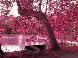 Beautiful Scenery Wallpaper Desktop Wallpaper Animals Hd Wallpaper Hq Photos For Desktop Laptop Notebook Tablets Pink Nature Scenery Pink Trees