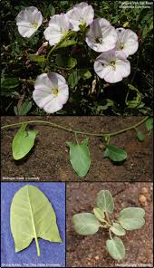 Image result for Convolvulus arvensis