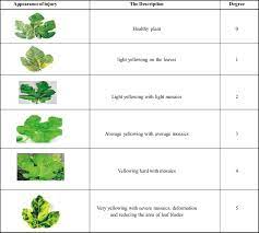 Mosaic virus is so named because plants affected by it take on the characteristic coloration of leaves, stems or fruit. Pathological Evidence Of Fig Mosaic Virus Download Scientific Diagram