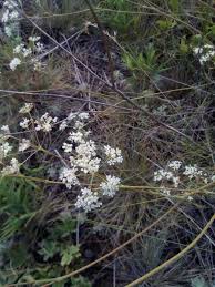 Image result for Pimpinella ledermannii