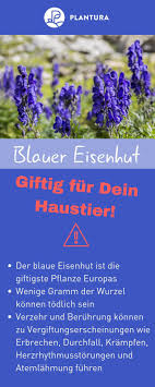 10 Giftige Gartenpflanzen Fur Haustiere Blauer Eisenhut Im Garten Lauern Viele Gefahren Fur Unsere Tiere Der Blaue Pflanzen Gartenpflanzen Giftige Pflanzen