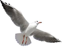 ¿estás buscando imágenes steven t seagle hd png? Png Images Seagull Snipstock