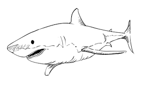 The images above represents how your finished drawing is going to look and the steps involved. How To Draw A Great White Shark Shark Drawing Great White Shark Drawing Shark Drawing Easy