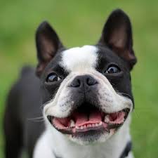 These Short Haired Dogs Make For Low Maintenance Pets Short Haired Dogs Dog Breeds Boston Terrier