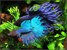 Generasi pertama hibrida louhan lahir dan mereka secara resmi dikenal sebagai luohan. Betta Splendens Siamese Fighting Fish Betta Ikan Air Tawar
