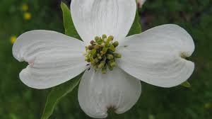 We did not find results for: What Is It Wednesday Eastern Flowering Dogwood Thames Talbot Land Trust
