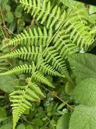 Image result for Hypolepis