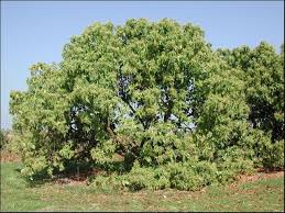 Avocado leaves are leathery with a very distinct vein pattern. Cir1034 Mg213 Avocado Growing In The Florida Home Landscape