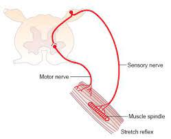 Lengkung refleks ( reflex arc) lengkung refleks merupakan jalur yang dilalui proses reflex/ gerak refleks. 2