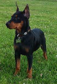 Revival German Pinschers Doberman Pinscher Puppies Doberman Puppy