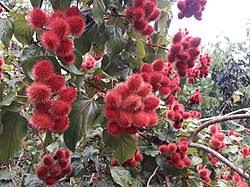 Image result for Bixa orellana