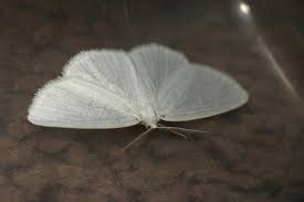 Check spelling or type a new query. Pure White Moth Bugguide Net