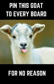 Pin This Goat To Every Board For No Reason Funny Memes About Life Best Funny Pictures Funny Pictures