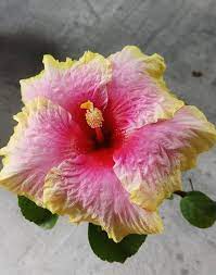 Sally S Card Amazing Flowers Unusual Flowers Beautiful Flowers