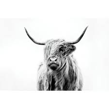 Black And White Cow Framed Pictures Portrait Of A Highland Cow Photograph Print Highland Cow Art Highland Cow Canvas Cow Canvas