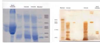 Image result for Cyperus trigonellus