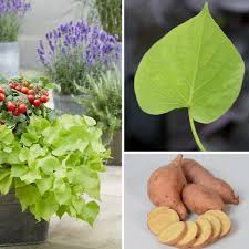 Image result for Ipomoea batatas pots