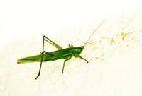 Image result for Ruspolia sp. no. 1 (Biegel 5407)